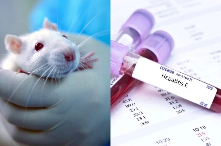 Preocupación en Hong Kong por una rara hepatitis transmitida por ratas