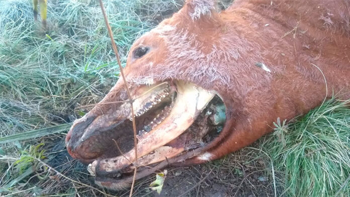 Productor denunció la aparición de vaca con misteriosas mutilaciones