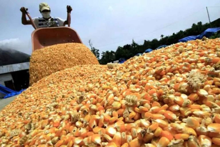 La elevada humedad del grano afecta a la cosecha de maíz en la provincia
