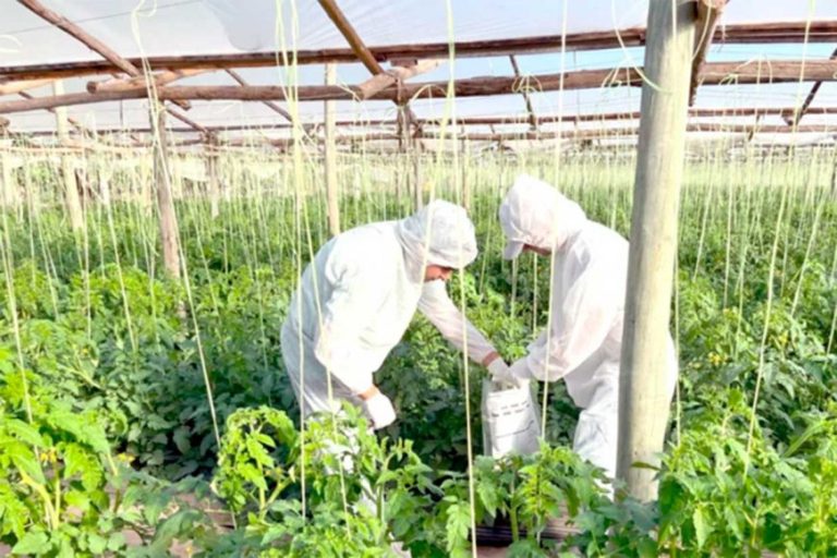 El SENASA ordenó aislar plantaciones de tomates por un virus