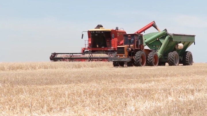 Argentina abrió un mercado clave para su trigo y para todo el sector cerealero