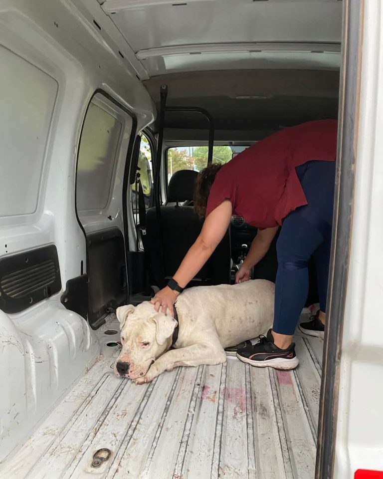 Trasladan el perro que atacó a una nena