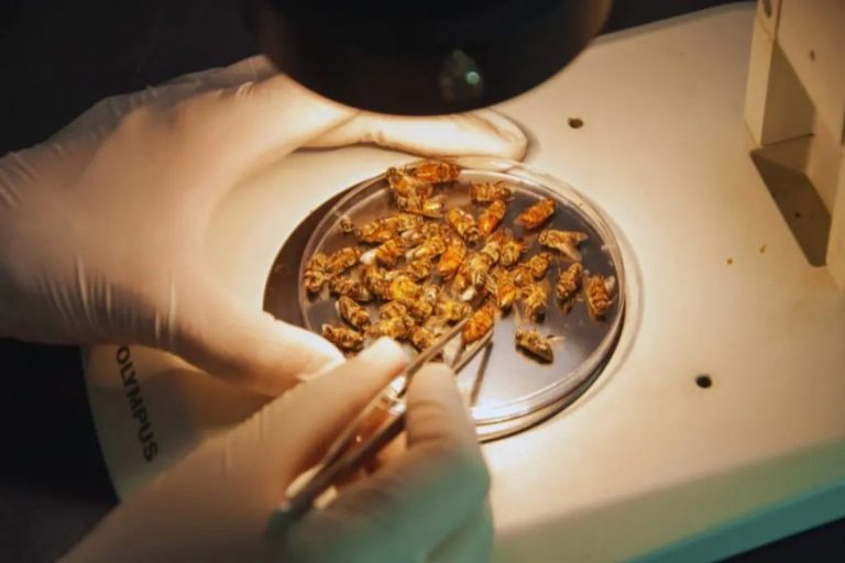 Detectan y caracterizan en Entre Ríos un virus que deforma las alas de las abejas