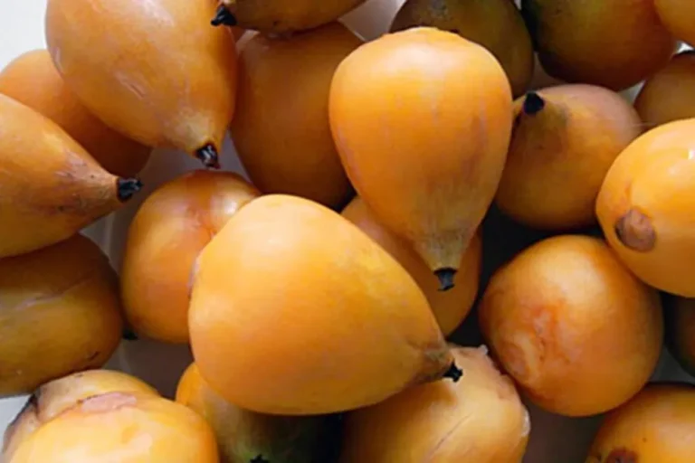 El fruto de la palmera yatay fue oficialmente incorporado al Código Alimentario Argentino