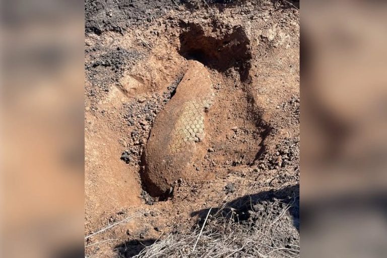 Novedades sobre el hallazgo del gliptodonte